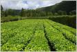 Portal da Agricultura dos Açores